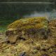Intertidal boulder covered with a thick growth of rockweed, mainly on the upper portion.