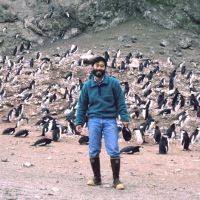 A man with a group of penguins behind him.