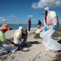 Several people in protective suits shoveling up sand from a beach into a garbage bag.