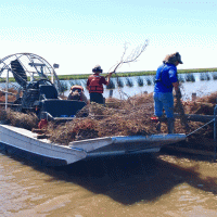 People on a boat collecting dead trees.
