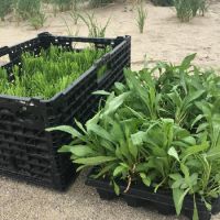 Plants in plastic baskets.