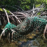 Fish netting in a mangrove.