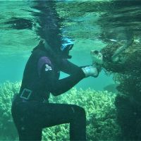 A diver removing a sea turtle from a marine net.