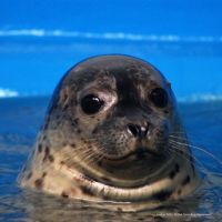 Harbor seal. Image credit: Alaska SeaLife Center.