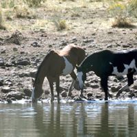 Two horses drinking from a stream.