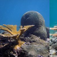 Three underwater images of transplanted coral showing growth.