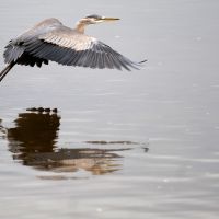 A heron flying low over the water.