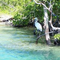 A great egret at Jobos Bay National Estuarine Research Reserve in Puerto Rico. Image credit: National Estuarine Research Reserve System