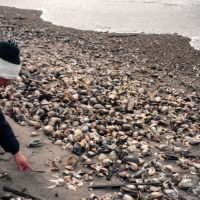 Person on a beach examining shellfish.