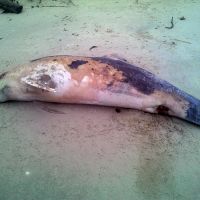 Dead oiled dolphin laying on sand.