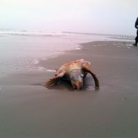 Dead turtle laying on the beach.