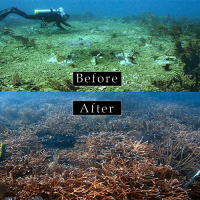 Before and after underwater views of coral restoration.