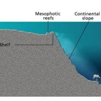 An infographic showing a benthic profile consisting of land, nearshore rocky reefs, mesophotic reefs, continental slope, wellhead, and deep-sea Benthos. 