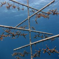 An underwater structure holding small corals.