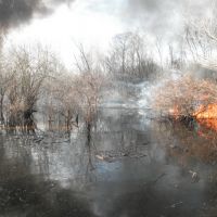 Image of a controlled burn of an oil spill in a Louisiana swamp.