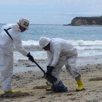 Two people shoveling oily vegetation into a bag on the beach.