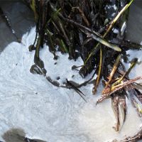 Grasses in oily water.