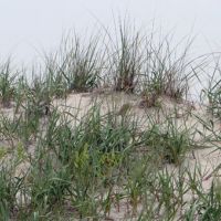 Sand dunes with grass.