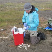 NOAA scientist Dr. Sarah Allan collecting fish bile samples in the Arctic.