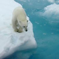Polar bear on sea ice.