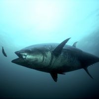 Atlantic bluefin tuna about to swallow a smaller fish.