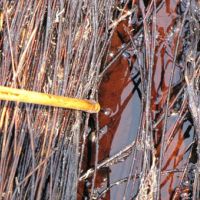 Oil from the Deepwater Horizon spill oozes out from beneath a vegetation mat.