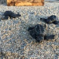 Three newly hatched Olive Ridley sea turtles crawl across sand.