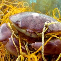 Crab tangled in yellow net underwater.