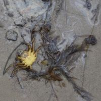 Dead crab on a beach with oily water and debris.