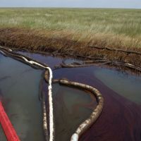 Oiled boom and marsh in Louisiana.