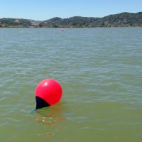 Bright red buoys floating on a bay.