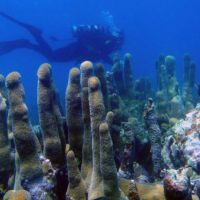 A diver explores coral in the Florida Keys National Marine Sanctuary.