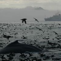Humpback whale and seabirds at surface of Bering Sea with NOAA ship beyond.