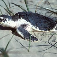 Kemp's Ridley sea turtle on a beach in Texas.