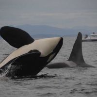 Two killer whales (orcas) breach in front a boat.