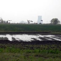 Birds flying over flooded fields with a nuclear plant in the background.