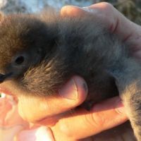 Seabird chick in a person's hand.