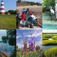 Collage: lighthouse, viewing wildlife, heron, canoe in water, flowers, wetlands