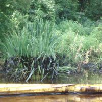Oiled river vegetation with containment boom.