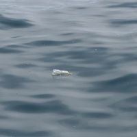 Plastic water bottle floating in the ocean.