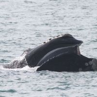 A North Atlantic right whale's mouth is visible at the ocean surface.