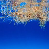Floating bits of brown seaweed at ocean surface.