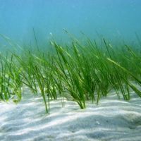 Shoal grass seagrass on a sandy ocean floor.
