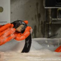 Closeup of an oiled Canada goose in a wash tub while gloved hands wash it.