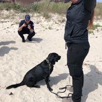 A trainer searches for additional subsurface oil on the beach alongside a trained oil-detecting canine who has detected the surbsurface oil.  Photo: NOAA