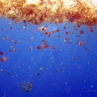 Small fishes, such as filefishes and triggerfishes, reside in and among the brown Sargassum. Image credit: NOAA.