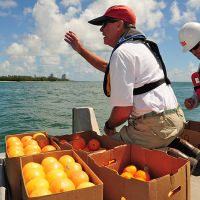 AA man throwing grapefruits, oranges, and lemons across the channel for a spill exercise to protect Biscayne Bay (Florida).
