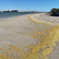 Yellowish waxy petroleum product on a shoreline in Corpus Christi, Texas on December 25, 2022.
