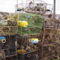 A stack of derelict crab traps.