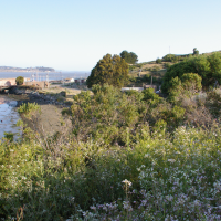 A view of the San Francisco Bay shoreline near Richmond, California, featuring a mix of greenery, wildflowers, and shrubs in the foreground. In the background, there are remnants of old structures, including a wooden pier and small buildings near the water. The bay is visible, with hills and trees on the distant shoreline under a clear blue sky.